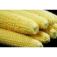 thumbnail image 1 of 100 IOCHIEF Yellow SWEET CORN Aas Winner Zea Mays Vegetable Seeds, 1 of 4