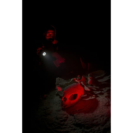 - Diver in underwater cave illuminating the skeleton of a dead turtle with a torchlight Palau Micronesia Poster Print
