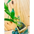 thumbnail image 5 of Lucky Lotus 12" Lucky Bamboo Live Plants in 5" Elephant Ceramic Pot, 5 of 7