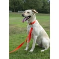 thumbnail image 4 of Country Brook Petz® Premium Nylon Dog Collar with Metal Buckle for Small Medium Large Breeds (Small, 3/4 Inch, Hot Orange), 4 of 7