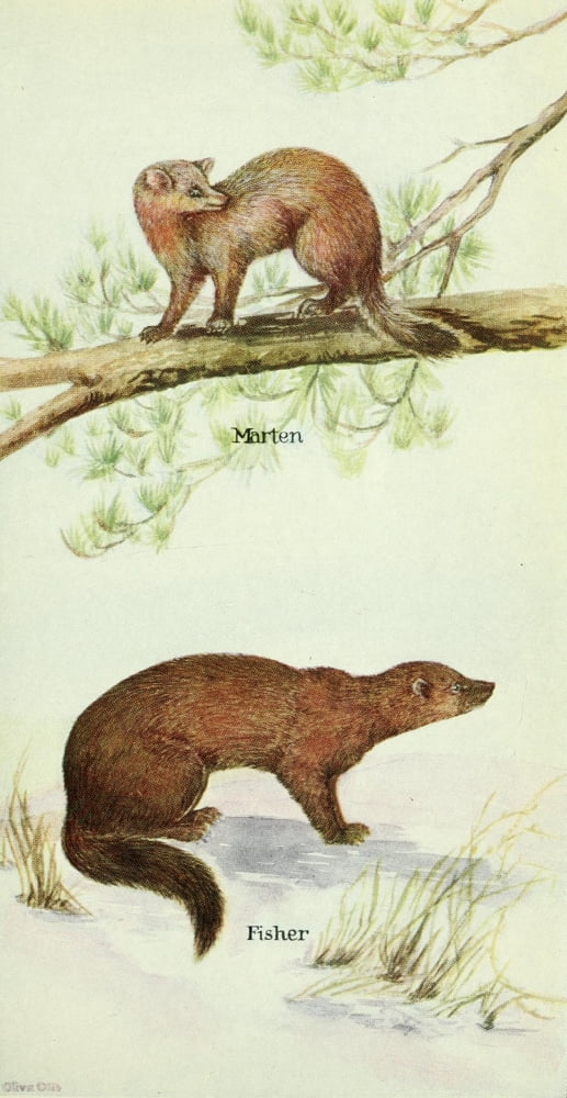 North American Mamm