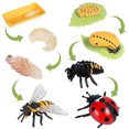 thumbnail image 2 of Juguete de ciclo de vida, 8 piezas de plástico, modelo de ciclo de vida de abeja, mariquita, ciclo de vida de animal, modelo de ciclo de crecimiento de vida para niños, proyecto científico, 2 of 7