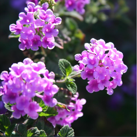 Set 2 Lantana Trailing Lavender Plant Live for Planting, Perennial Flowering Lantana Well Rooted, Outdoor Growing, 4-6 Inch Tall, No Pot