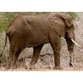 thumbnail image 3 of Underdahl, Dana 24x18 Black Modern Framed Museum Art Print Titled - Elephant I, 3 of 5