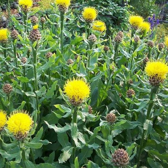 Outsidepride Cornflower Macrocephala - 1000 Seeds