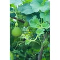 thumbnail image 2 of Speckled Swan Gourd Seeds/ Annual/ Full Sun/ 200 Seeds 1 oz/ Zellajake Farm and Garden- B113, 2 of 5