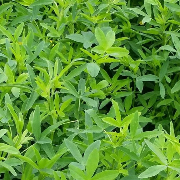 Frosty Berseem Clover - 1 OZ ~16,000 Seeds - Non-GMO, Open Pollinated - Farm & Garden Cover Crop, Animal Crop Seeds