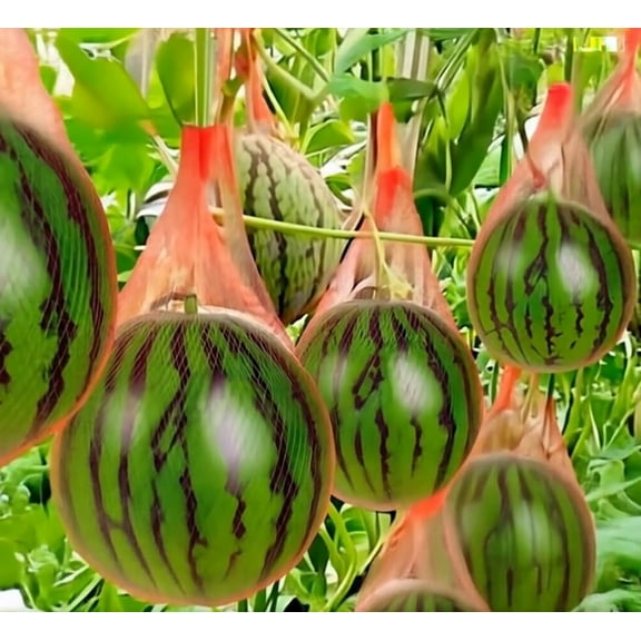 20 Watermelon Seeds for Planting