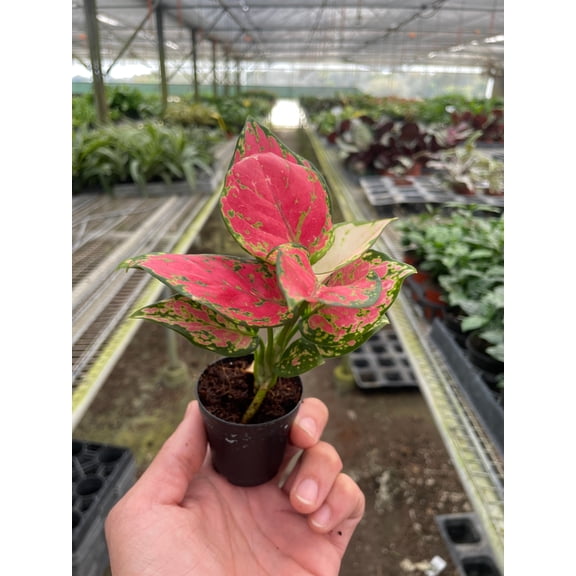 Aglaonema Cherry Anyanmanee 'Lady Valentine' - Live Air-Purifying Indoor Plant in Nursery Pot – Easy Care, Low Maintenance Houseplant for Home & Office Decor, Natural Air Cleaner, Best for Beginners