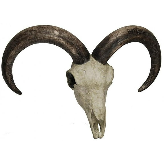 Sculpture Ibex Skull Wall Mount Ivory Ebony Black Resin