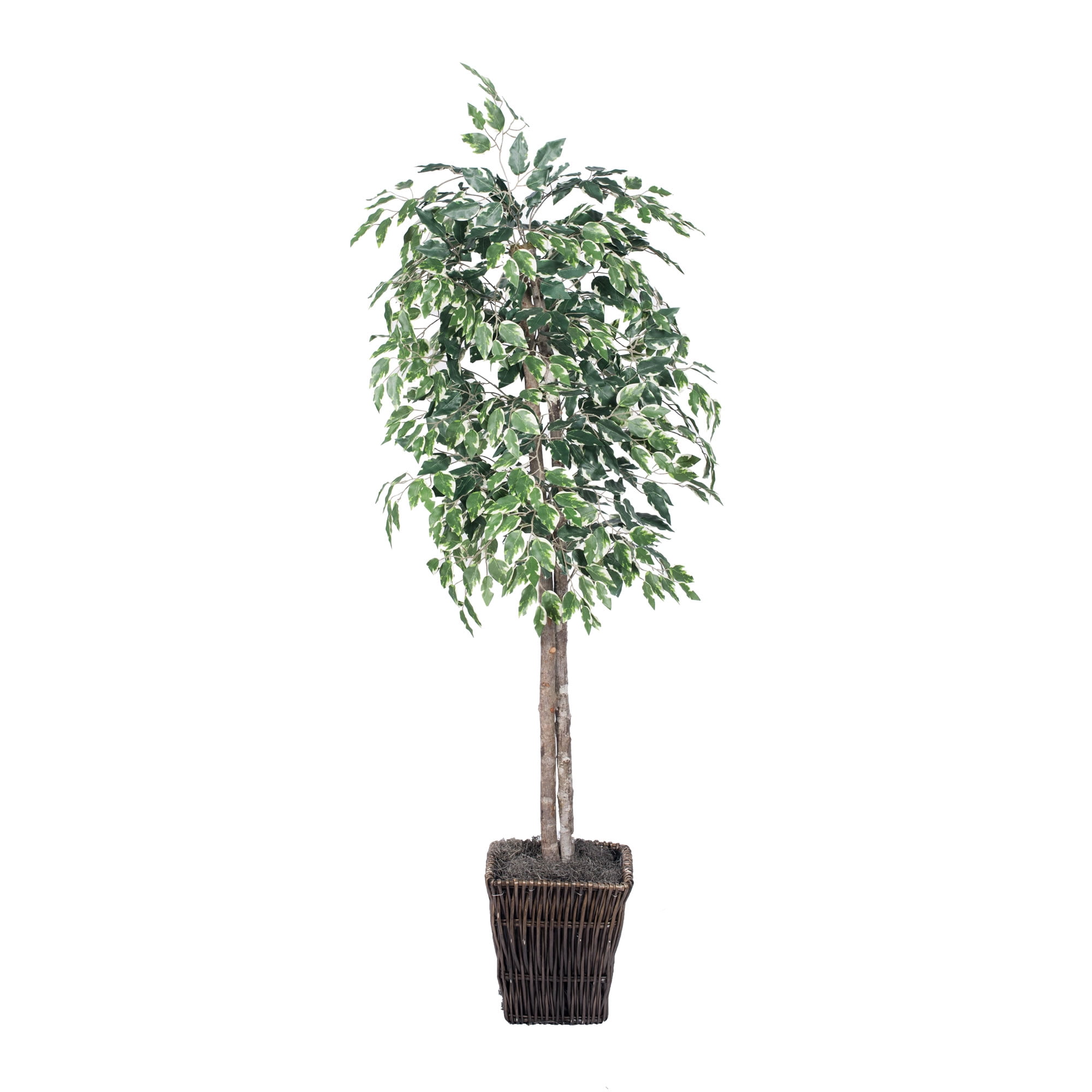 Vickerman 6' Artificial Variegated Ficus, Square Willow Basket