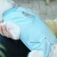 thumbnail image 4 of Traje de recuperación profesional para gatos, adecuado para heridas abdominales o enfermedades de la piel, reemplazo de collar electrónico para gatos y perros, use heridas antilamer después de la cirugía Ormromra 220289-5, 4 of 8