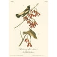 thumbnail image 2 of Audubon, John James 18x24 White Modern Wood Framed Museum Art Print Titled - Wandering Rice Bird, 2 of 4