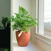 Live Rabbit's Foot Fern Plant - 4" Biodegradable Pot - Terra Cotta