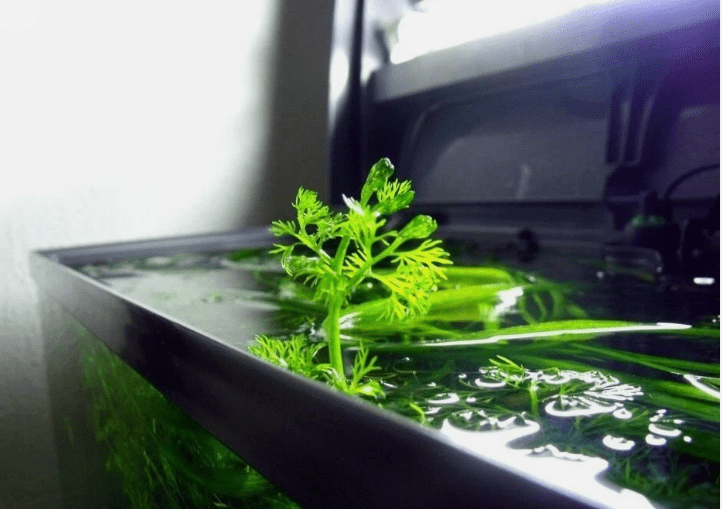 Water Sprite (Ceratopteris siliquosa) Live Aquarium Plant – Easy Freshwater Plant for Planted Tanks