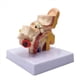 thumbnail image 3 of 5X 1.5X Modelo de AnatomíA del OíDo Humano - Modelo de SimulacióN de Estructura de OíDo Interno de Escritorio Profesional para EducacióN, 3 of 6