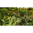 thumbnail image 5 of TomorrowSeeds - Birds of Paradise Seeds - 15+ Count - For 2026 Planting Strelitzia Reginae Orange, 5 of 10