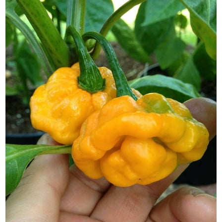 40 Seeds Yellow SCOTCH BONNET PEPPER very hot Jamaican Capsicum Annuum Vegetable