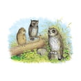 thumbnail image 1 of Short-Eared Owl and Screech Owl Fine art canvas print (20" x 30"), 1 of 1