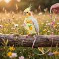 thumbnail image 3 of OCCOA Conure Flight Suit Bird Diaper with Poop Pocket for Budgie Cockatiel Peachface Parakeet Outdoor Clothes, Yellow, 3 of 6