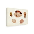 thumbnail image 2 of Vision Studio 'Antique Shell Anthology VI' Canvas Art, 2 of 3