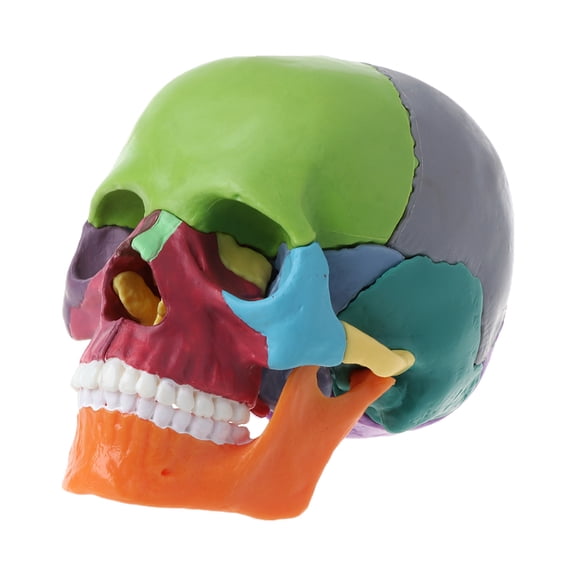 Yokua 15pcs/set 4D Disassembled Color Skull Anatomical Model Detachable Medical Teachi