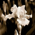 thumbnail image 3 of Donovan, Kelly 12x12 Black Modern Framed Museum Art Print Titled - Veronicas Garden I, 3 of 5