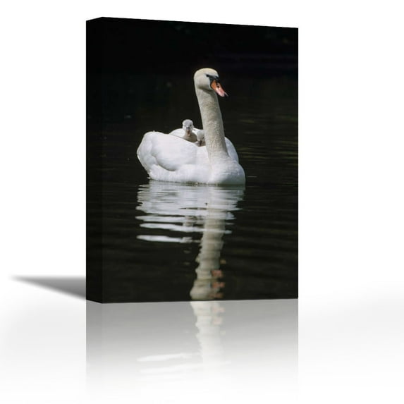 Mute Swan parent with chicks riding on back, Germany - Contemporary Fine Art Giclee on Canvas Gallery Wrap - wall décor - Art painting - 18 x 27 Inch - Ready to Hang