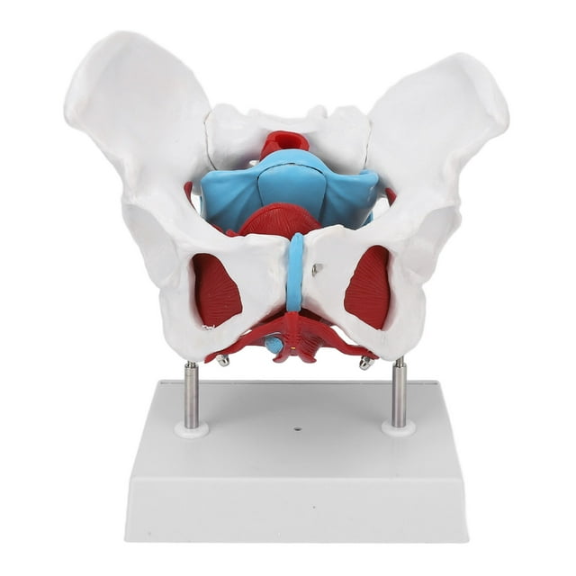 Modèle d'Anatomie du Bassin Féminin, Modèle de Bassin Féminin Coloré Amovible pour l'Enseignement Clinique pour l'Explication