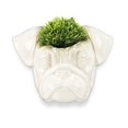 thumbnail image 4 of Pug Head Wall Planter, 4 of 4