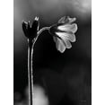 thumbnail image 2 of Deiter, Lori 25x32 Black Ornate Wood Framed with Double Matting Museum Art Print Titled - Black and White Flower, 2 of 4