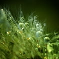 thumbnail image 2 of Maier, Norbert 20x20 White Modern Wood Framed Museum Art Print Titled - Morning Perls, 2 of 4