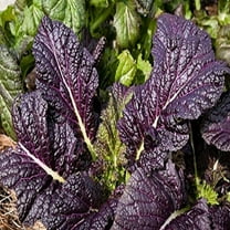 Osaka Purple Mustard Green Seeds - 500 Count Seed Pack - Non-GMO - Thick, Tender Leaves That are Succulent and Finely-Flavored. - Country Creek Acres Brand