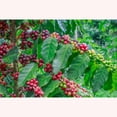 thumbnail image 2 of American Plant Exchange Arabica Coffee Plant, 4-Inch Pot, Live Fruiting Houseplant, Deep Green Foliage, 2 of 5