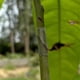 thumbnail image 4 of Paquete de 50 fundas de silicona para injertos de árboles frutales y plantas | Kit de herramientas para injertar y brotar tallos de 3-7,5 mm | Tubos de envoltura protectora para troncos, rosas y, 4 of 9
