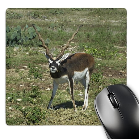 3dRose  Indian Blackbuck Antelope  MousePad price history on PriceWatchPro