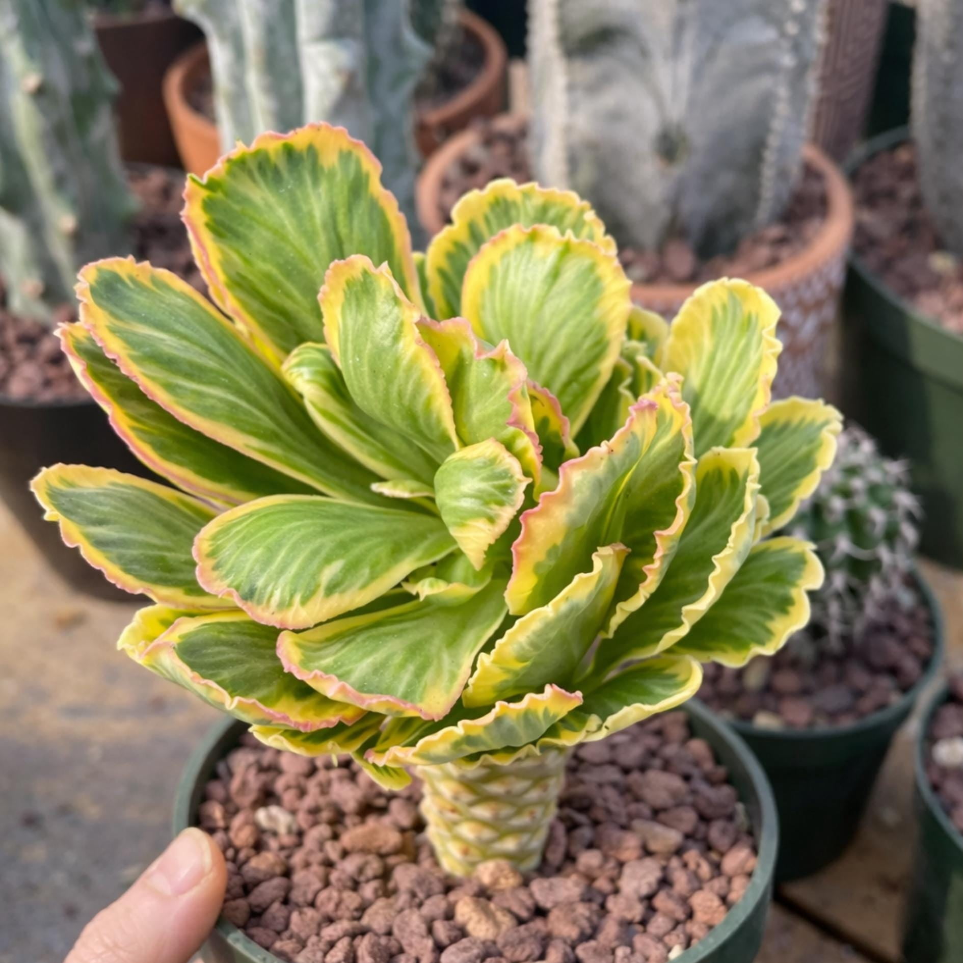 Variegated Euphorbia Poissonii - Rare Variegated Succulent Plant - Exotic Indoor Plant - Unique Houseplant Gift (no leaves)