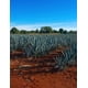thumbnail image 2 of Pack de 4 Destilado de Agave Las Chivas Blanco Pet 960 ml Las Chivas Blanco Pet, 2 of 2