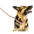 thumbnail image 2 of Country Brook Petz® Pink Paisley Martingale Dog Collar and Leash, Extra Large, 2 of 7
