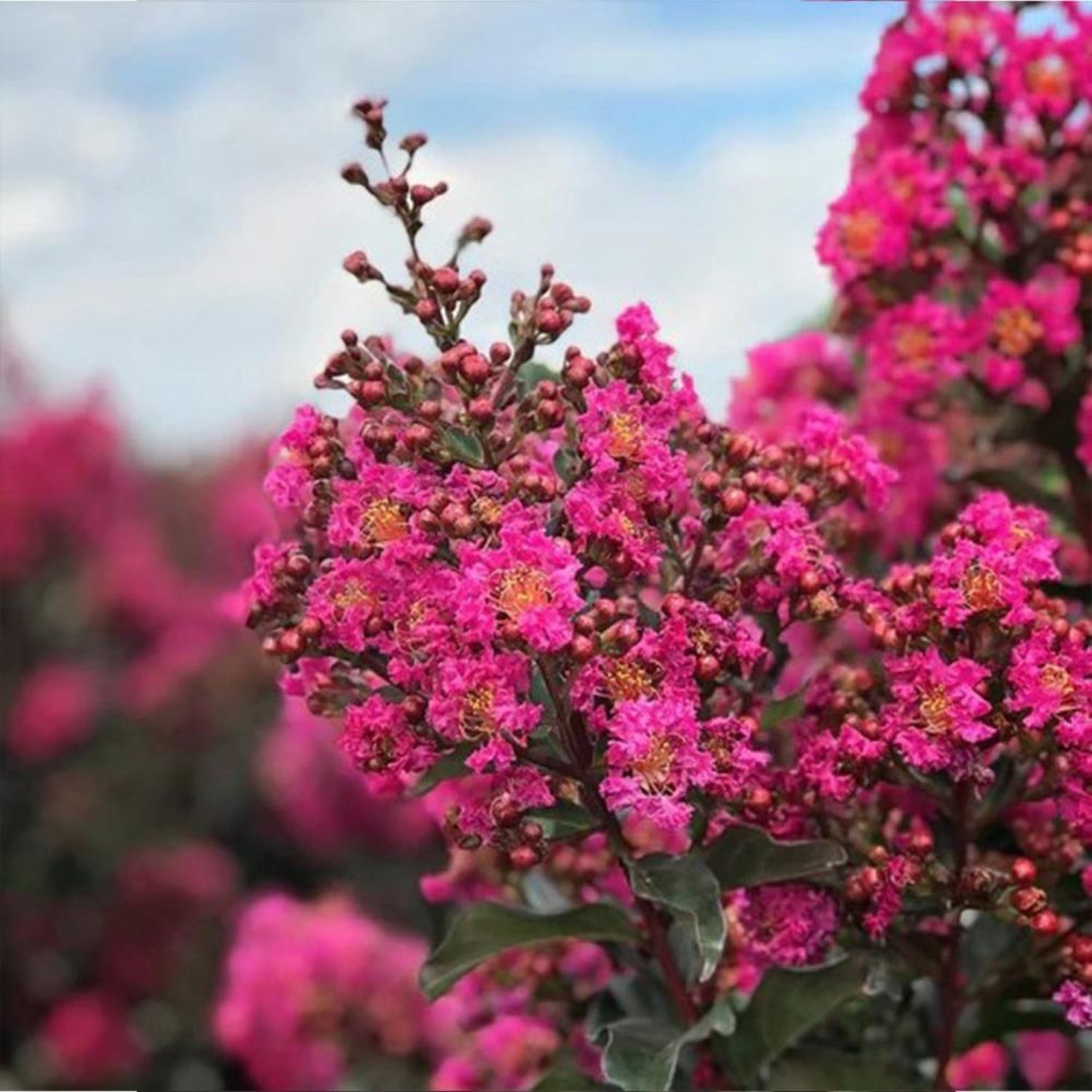 First Editions 3-4 ft tall Plum Magic Crape Myrtle Live Tree in 7-Gallon Grower Pot