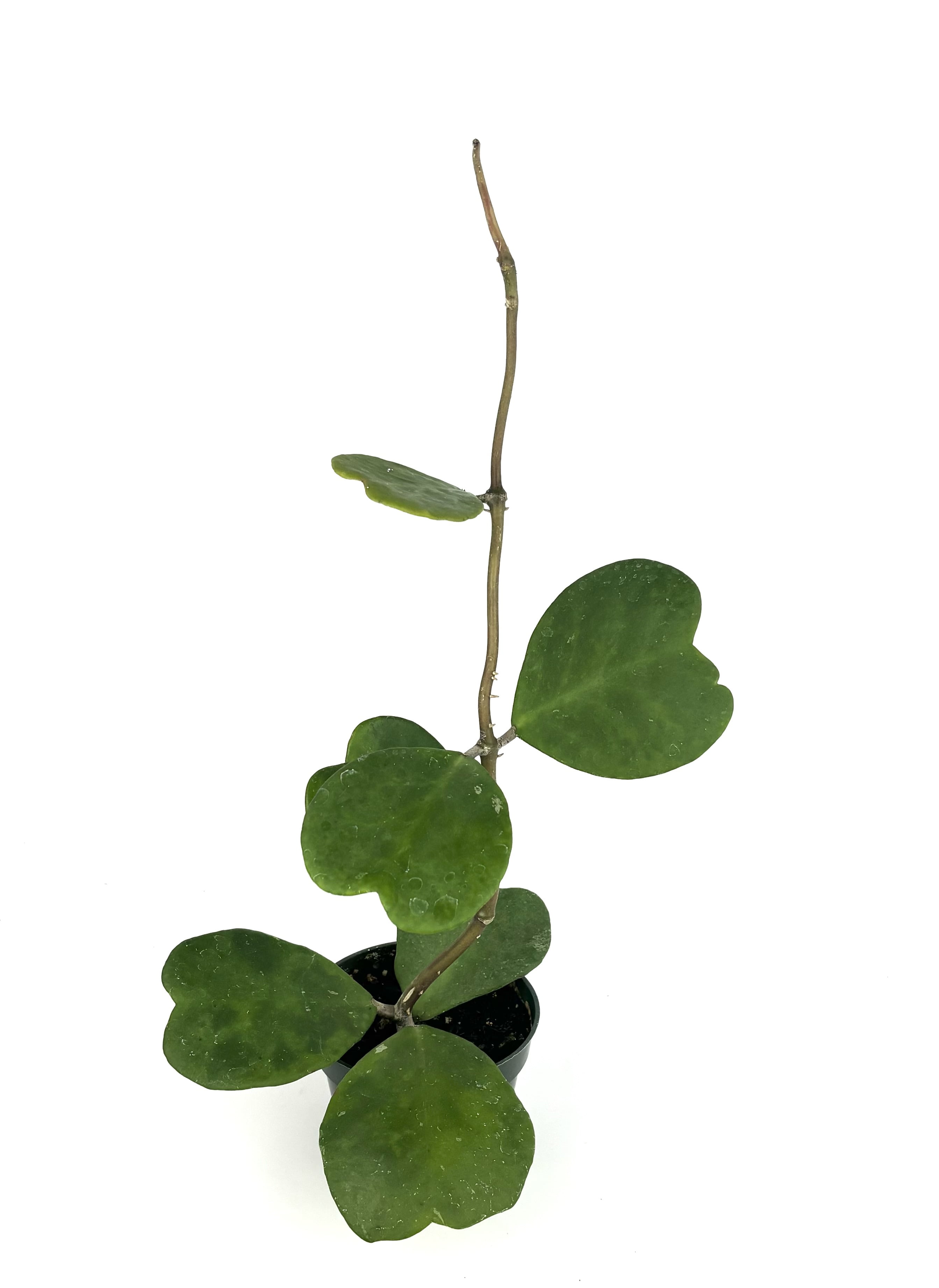 Blushing Philodendron, 4 inch, Red-Leaf Philodendron, Philodendron  erubescens - Walmart.com