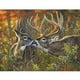 thumbnail image 1 of Drill Diamond Painting (DE3462) 5D DIY Animales completos Kit de punto de cruz Wall Art (W291) 30x40cm FLhrweasw Nuevo, 1 of 1