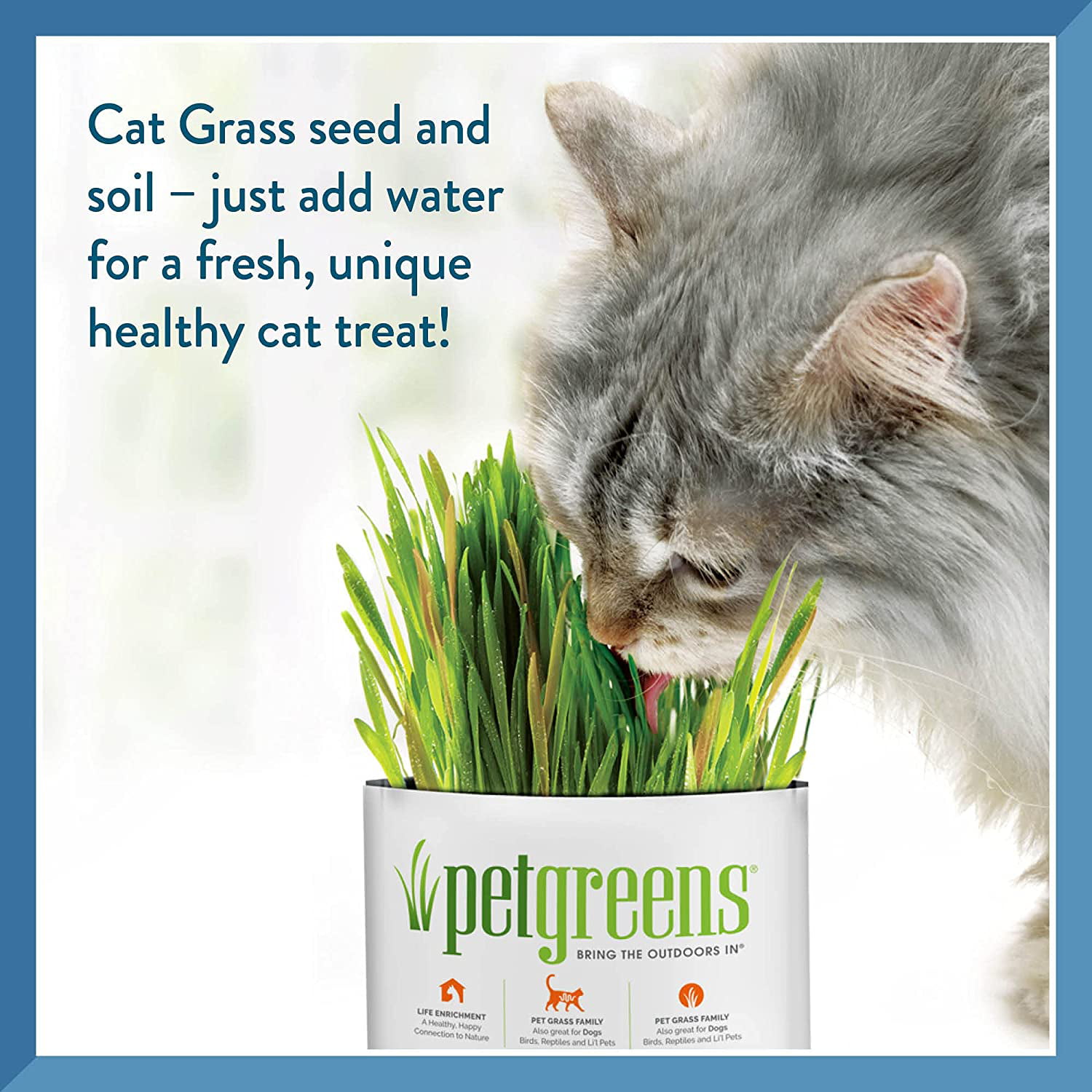 Pet Greens Live Catnip for Cats, Pack of 6