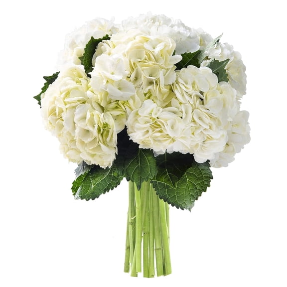 KaBloom: 5 White Hydrangeas Without Vase, Next-Day Delivery, Gift for Every Occasion.