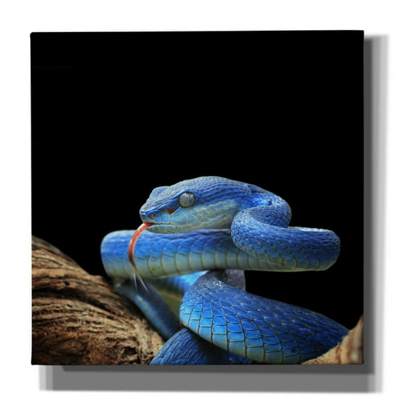 Epic Graffiti 'Slithering Cobalt' by Epic Portfolio Giclee Canvas Wall Art, 18"x18"