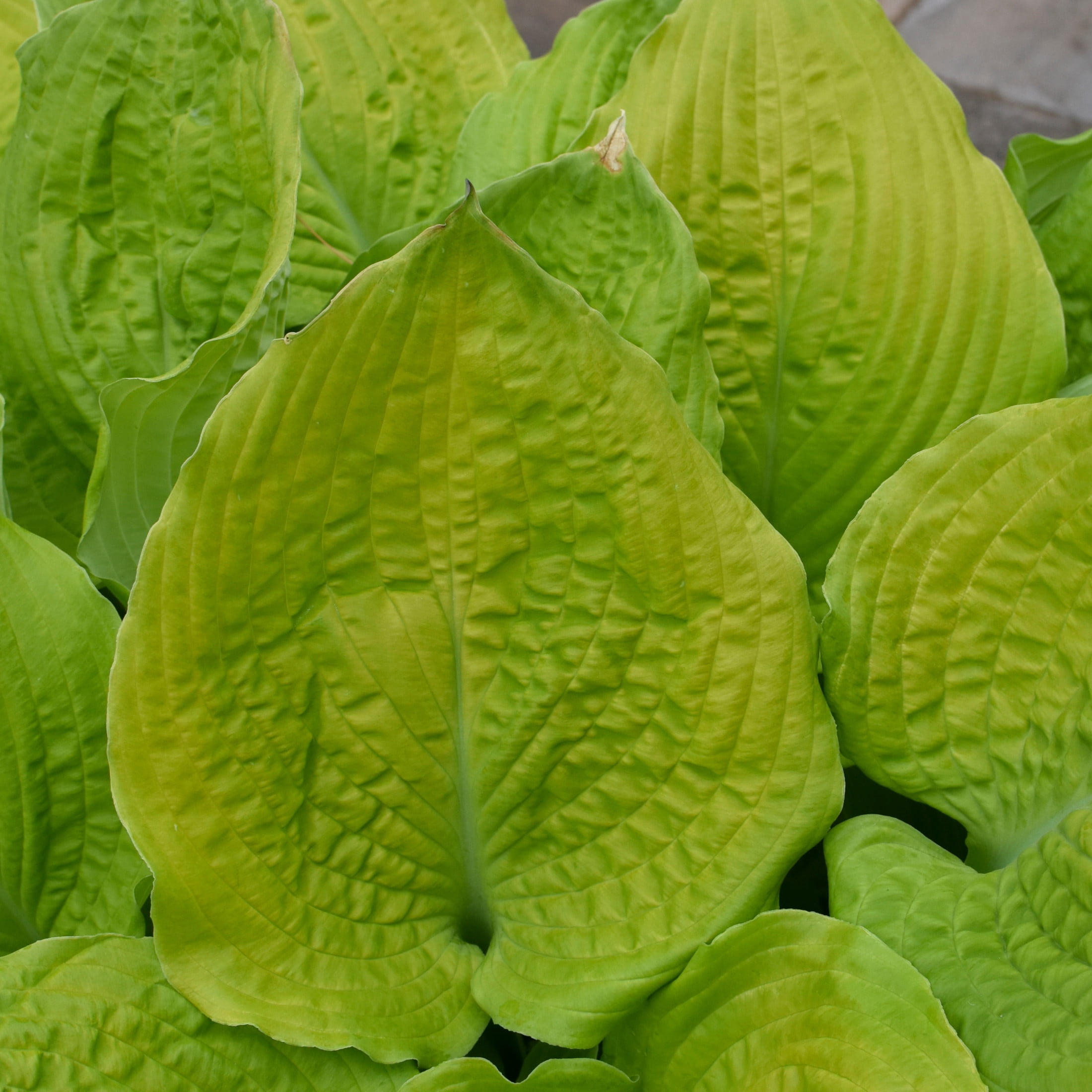 Proven Winners 6" Yellow Shadowland 'Coast to Coast' Hosta Live Plant in 6.5" Pot