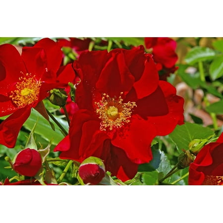 canvas print stamens ground cover red ground cover rose rose stretched canvas 10 x