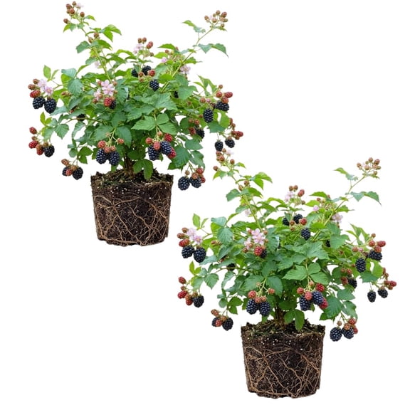 Set of 2 Blackberries Plant Live, Sweet Fruit, 4-7 Inches Tall, Blackberries Plants Live for Planting (Navaho Thornless Blackberries)