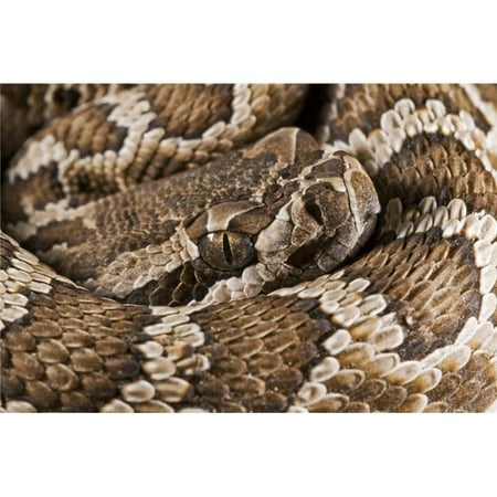 Southern Pacific Rattlesnake San Jacinto Mountains California United States of America Poster Print, 17 x (Best Mountains In Southern California)