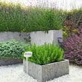 thumbnail image 3 of PAMINGONO 8Ud Marcadores De Jardín Plásticos Resistentes Y Prácticos Para Identificación De Plantas En, 3 of 8